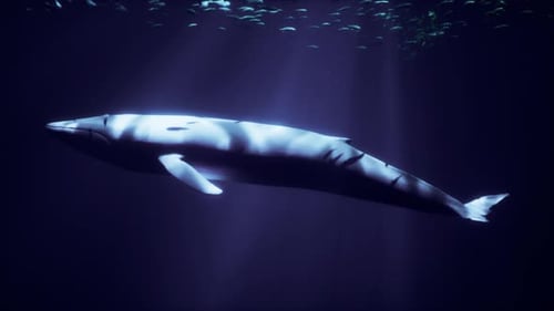 Ein majestätischer Weißwal schwimmt inmitten eines Fischmeers