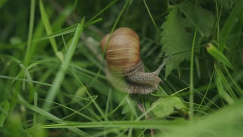 Slow moving edible snail in grass with ornate
spiral whorl shell