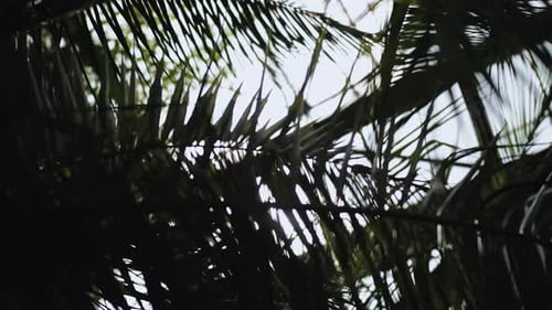 Closeup Shot Under Palm Tree with Beautiful Sunbeam Glimmering Through Green Leaves in Botanic