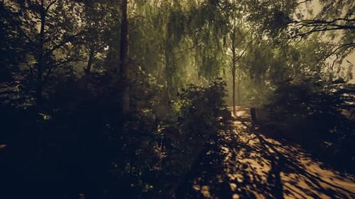 Silent Woodland Trail with Peaceful Water Surface and Soft Shadows Dancing