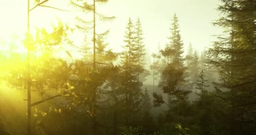 Beautiful Morning Sunlight Filtering Through a Serene Forest Landscape