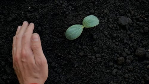 A Man is Planting a Plant in the Garden