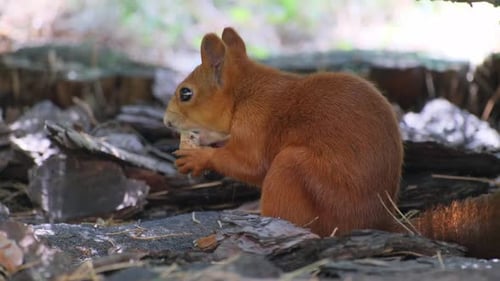 Cute Squirrel Eats Nut in Forest Landscape