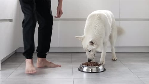 Owner Feeds White Dog in Modern Kitchen
