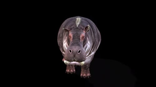 3D Realistic Hippopotamus Walking Forward Animation