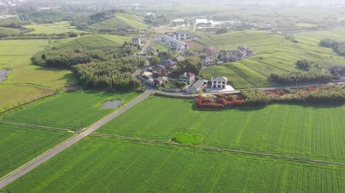 Tea plantation in mountain