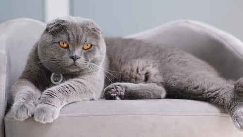 Calm British Shorthair Cat Resting Comfortably on a Gray Sofa