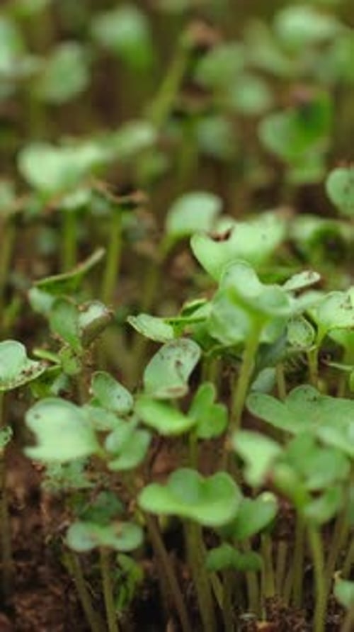 Growing seeds rising from soil vertical time lapse video.