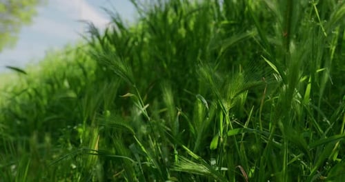 Green Barley Crops In The Rural Fields. - closeup