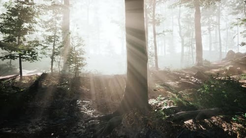 Brouillard rougeoyant dans la forêt le soir