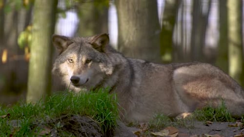 Gray Wolf Resting on Green Grass