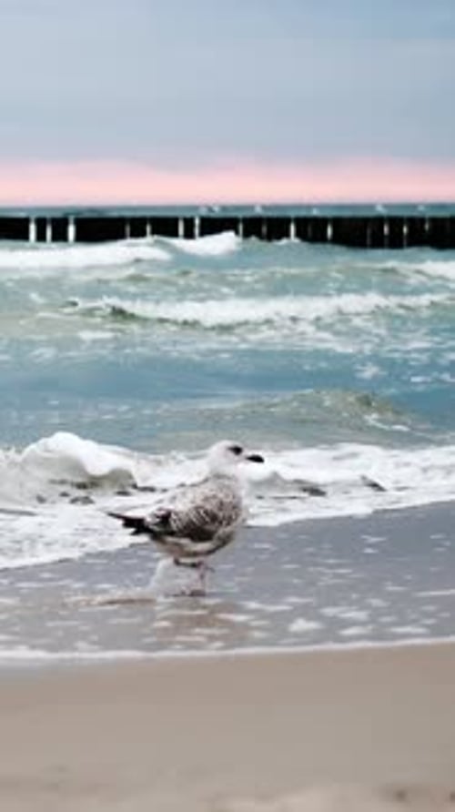 Seagull Walking on a Sandy Beach Near Ocean