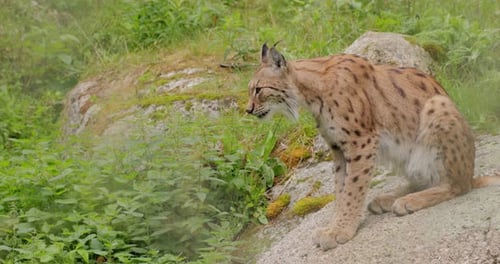 The Eurasian lynx (Lynx lynx) in the forest.