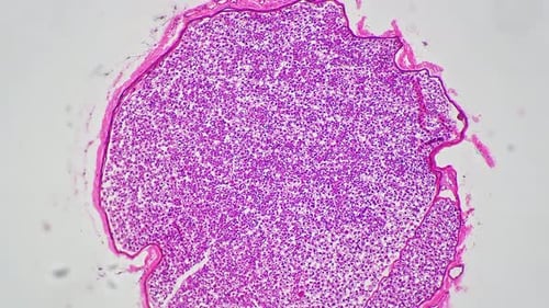 Pink Corpus Ventriculi in Section Filmed Under Microscope with 100x Magnification Against Bright