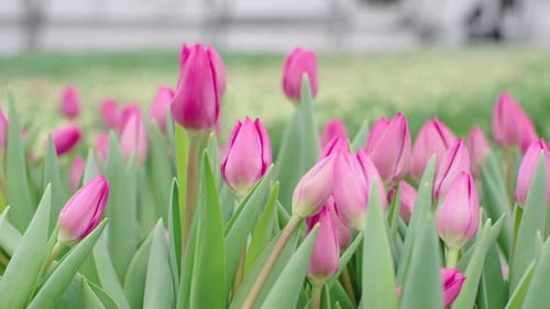 Tulips swaying gracefully in slow motion during a vibrant spring day at a flower farm