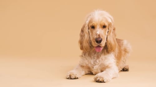 Lindo cão cocker spaniel inglês marrom descansando no chão em fundo bege com espaço de cópia