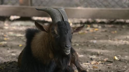 Goats with Long Beards and Curved Horns Grazing in a Forest Surrounded By Trees and Fallen Leaves