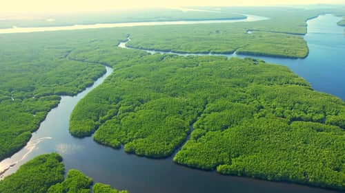 Drone is flying over the green mangrove forest