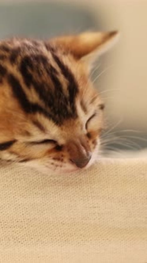 An Adorable Peacefully Sleeping Kitten Closeup Radiating Charm and Innocence so Beautifully