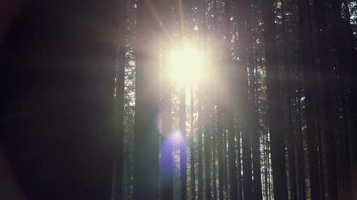 Un soleil éclatant à travers les arbres denses de la forêt