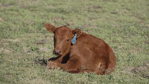 Baby cow calf lying in a green pasture soaking up the sun