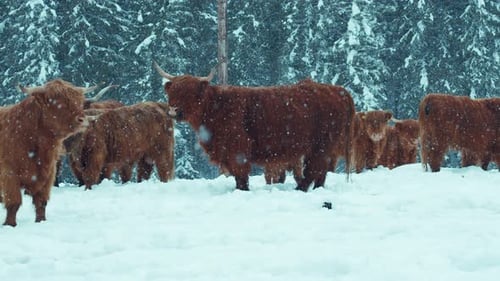 Highland Cattle Cows Stand in Snowy Field
