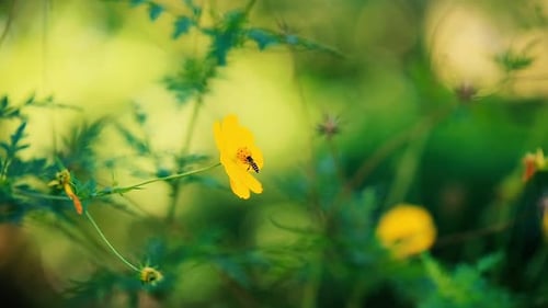 Honeybee Collecting Pollen from Yellow Flower in Garden