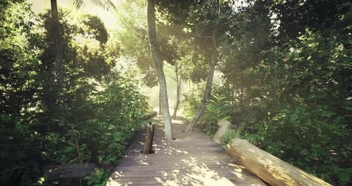 Walkway Surrounded By Lush Greenery in a Tranquil Forest Setting
