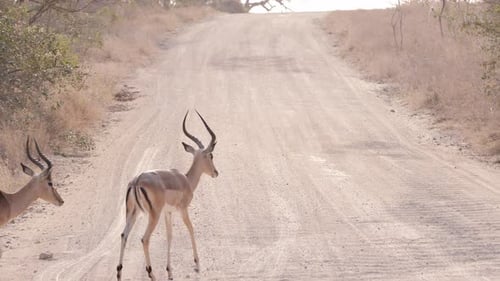 A herd of beautiful impalas quietly crosses the road, crossing impalas