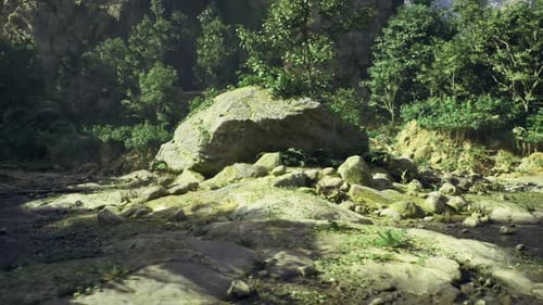 Falaise rocheuse baignée de soleil décorée de mousses et de lichens éclatants