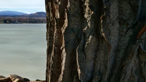 Un cardán liso que muestra un primer plano de la corteza de un gran tronco de árbol. La textura natural de la naturaleza está enmarcada