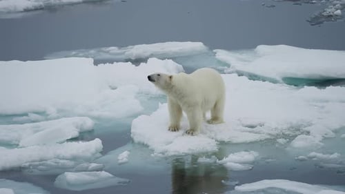 Polar Bear Standing on a Drifting Ice Floe Surrounded By Broken Sea Ice and Frigid Water Showcasing