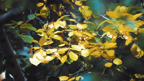Eine Nahaufnahme der goldenen Blätter auf einem zarten Ast, der von der Herbstsonne hinterleuchtet wird. Geringe Feuertiefe