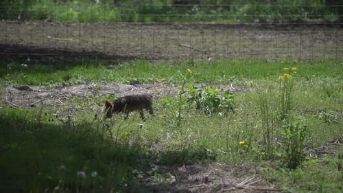 This puppy was walking around on a farm when I was filming a bride. This is great lighting, wedding