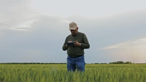 Senior farmer standing in wheat field holding tablet and examining crop during the day.