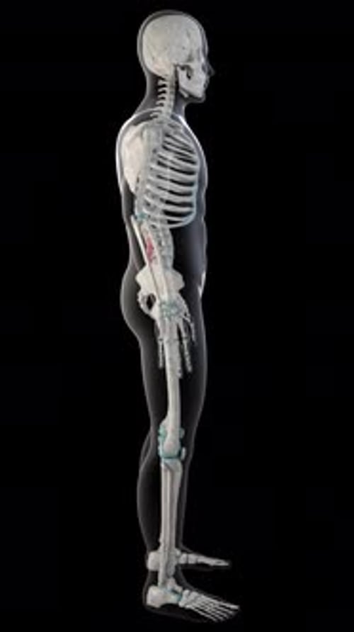 Quadratus Lumborum Muscles On Whole Human Body Vertical Video