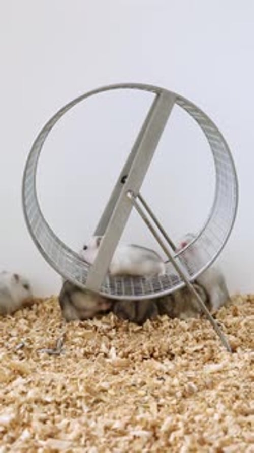 Cute Dwarf Hamsters Playing in Exercise Wheel