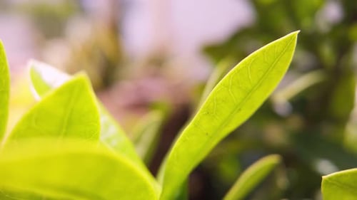 Dynamic timelapse captures close-up shots of tropical plant leaves during daytime, with other plants