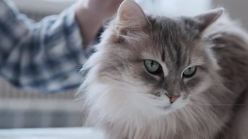Gray Cat Receives Affectionate Pets Indoors