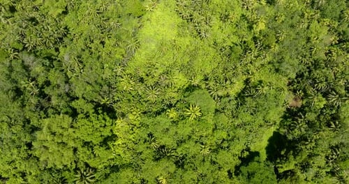 Green Forest and Jungle in the Philippines