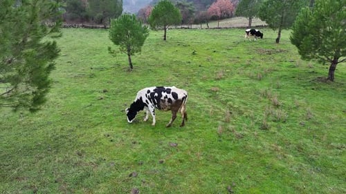 The cow is grazing in the meadow