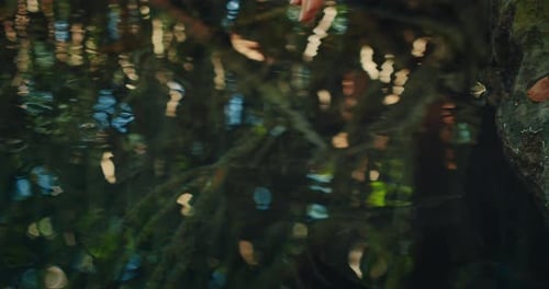 Hand gently touching water surface in cenote pool in jungle forest of Mexico
