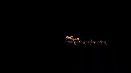 Eine Gruppe von Black Ant Walk und Wild Red Ant Eat Eat All