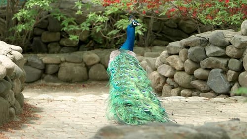 Blue Large Colorful Pheasant With Peacock In A Zoo Park. Close-up Shot