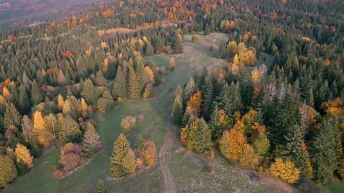 Aerial View of Colorful Autumn Forest
