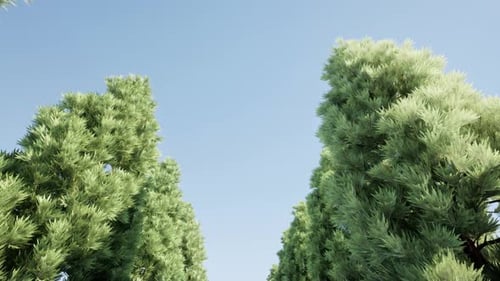 Alley of Fir Trees Clear Sky