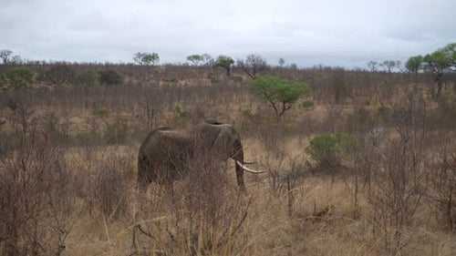 Wide Shot of a Large Male African Elephant Slowly Walking Across a Dry Grassy Plain