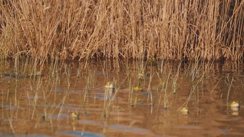 Frog tries to mate with another frog in reedy pond, medium shot