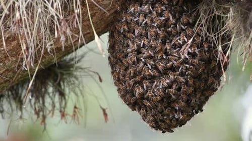 Swarming bees under a tree in the forest.