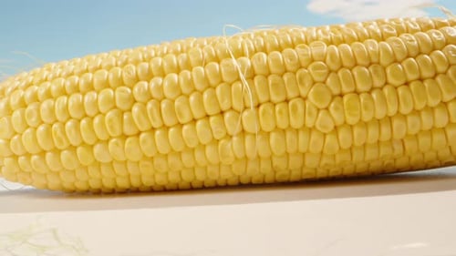 Raw corn is on the table. I put a stalk next to it. Close-up. Macro.